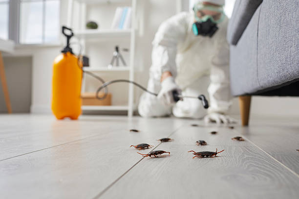Commercial Kitchen Cockroach Control in Westwood